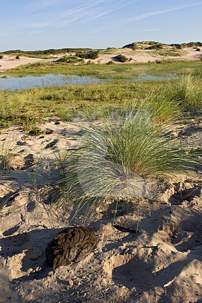 duinen Berkheide, Wassenaar, Nederland; dunes Berkheide, Wassenaar, Netherlands stock-image by Agami/Marc Guyt,