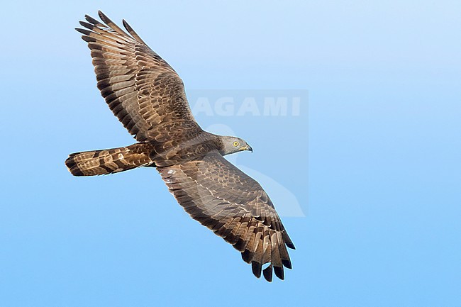 European Honey Buzzard (Pernis apivorus), adult male in flight stock-image by Agami/Saverio Gatto,