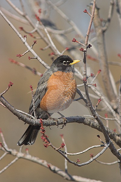 American Robin (Turdus migratorius) perched on a branch in Toronto, Ontario, Canada. stock-image by Agami/Glenn Bartley,