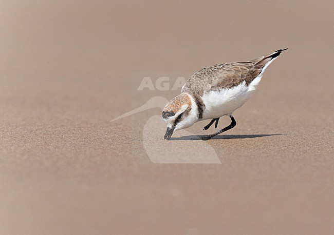 Strandplevier fouragerend op zandstrand. Kentish Plover feeding on beach stock-image by Agami/Ran Schols,