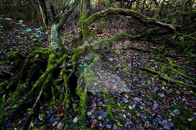 Bos Schiermonnikoog, Forest Schiemonnikoog stock-image by Agami/Menno van Duijn,