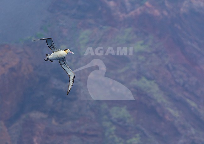 Short-tailed Albatross (Phoebastria albatrus) at sea off Torishima island, Japan. Also known as Steller's albatross. stock-image by Agami/Marc Guyt,