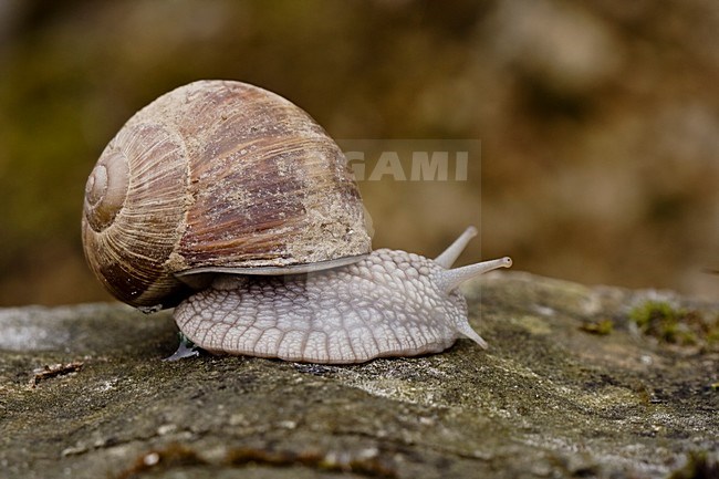 Wijngaardslak; Burgundy snail stock-image by Agami/Arnold Meijer,