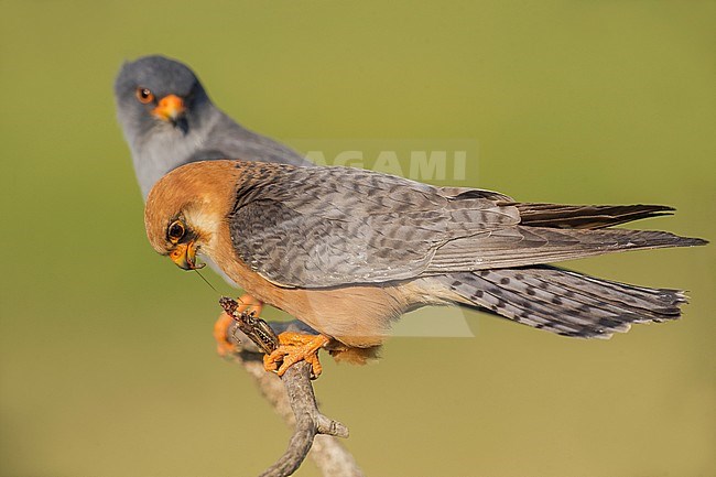 Pair (male and female) Red-footed Falcons (Falco vespertinus) stock-image by Agami/Alain Ghignone,