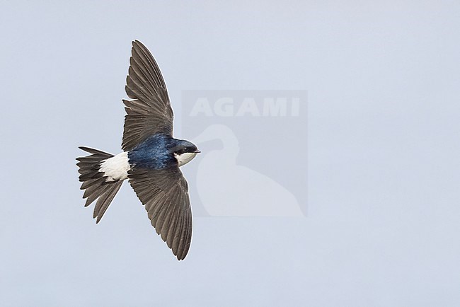 Common House Martin (Delichon urbicum), adult in flight showing upperparts, Campania, Italy stock-image by Agami/Saverio Gatto,