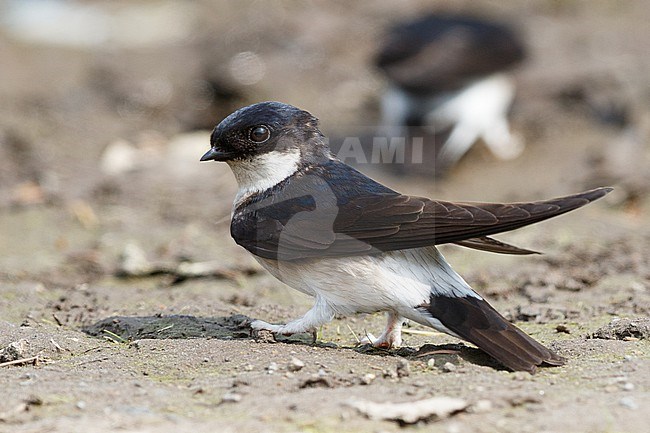 Asian House Martin (Delichon dasypus) on the ground in Hokkaido, Japan. stock-image by Agami/Stuart Price,