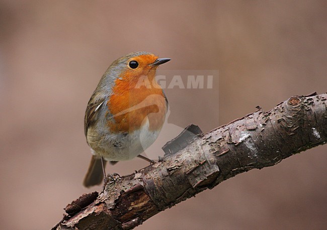 Roodborst zittend; European Robin perched stock-image by Agami/Reint Jakob Schut,