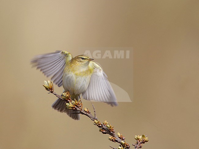 Fitis, Willow Warbler; Phylloscopus trochilus stock-image by Agami/Arie Ouwerkerk,