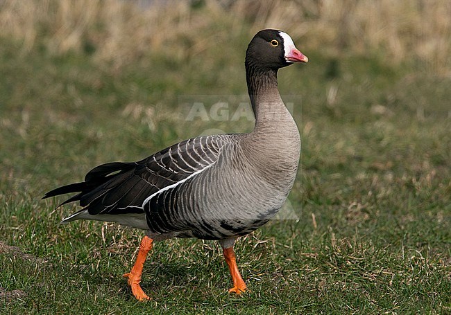 Lesser White-fronted Goose (Anser erythropus) wintering in The Netherlands. Walking on short grass of a Dutch meadow. stock-image by Agami/Edwin Winkel,