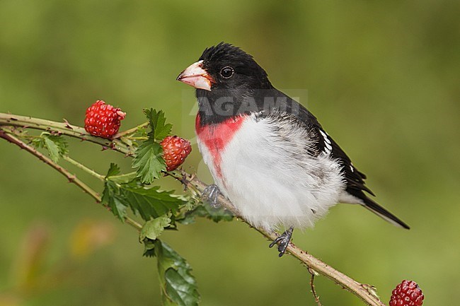 Volwassen mannetje Roodborstkardinaal, Adult male Rose-breasted Grosbeak stock-image by Agami/Brian E Small,