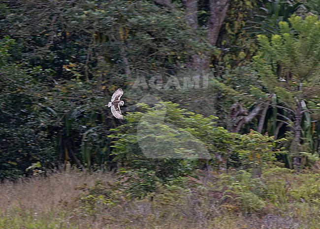 Eastern Grass Owl (Tyto longimembris) in West Papua, Indonesia. stock-image by Agami/Pete Morris,