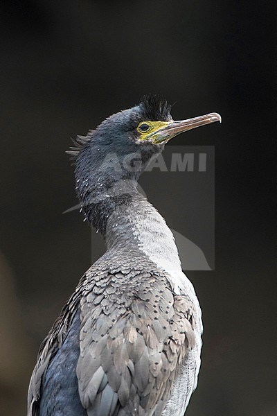 Endangered Pitt Shag (Phalacrocorax featherstoni) on the Chatham Islands, New Zealand. Never a common species, it was reported as nearly extinct in 1905. stock-image by Agami/Marc Guyt,