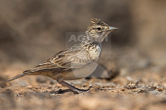 Razoleeuwerik, Raso Lark stock-image by Agami/Daniele Occhiato,
