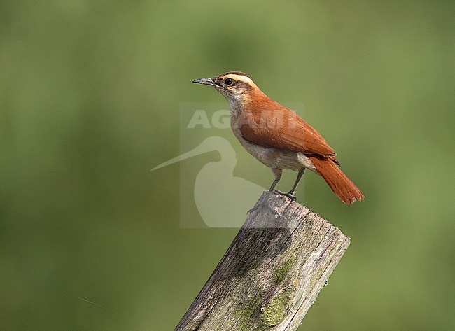 Band-tailed Hornero (Furnarius figulus) perched on a wooden pole. stock-image by Agami/Andy & Gill Swash ,