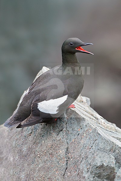 Black Guillemot (Cepphus grylle) perched on a cliff off Newfoundland, Canada. stock-image by Agami/Glenn Bartley,