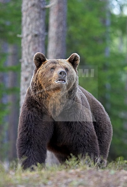 Bruine Beer, Brown Bear, Ursus arctos stock-image by Agami/Jari Peltomäki,