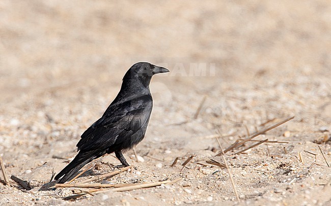 Fish Crow (Corvus ossifragus) perched at Cape May, New Jersey, USA stock-image by Agami/Helge Sorensen,