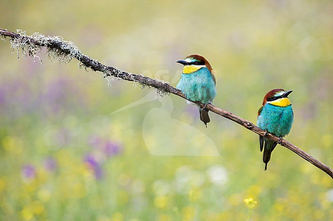 European Bee-eater (Merops apiaster) two perched on a branch at Cordoba (Spain) stock-image by Agami/Oscar Díez,