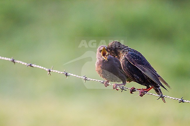 Spreeuw, European Starling, Sturnus vulgaris young being fed by adult stock-image by Agami/Menno van Duijn,