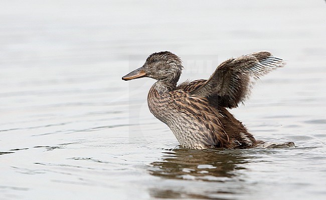 Juvenile Gadwall (Anas strepera) at Hortobagy National Park in Hungary. Wingflapping half grown wings. stock-image by Agami/Helge Sorensen,