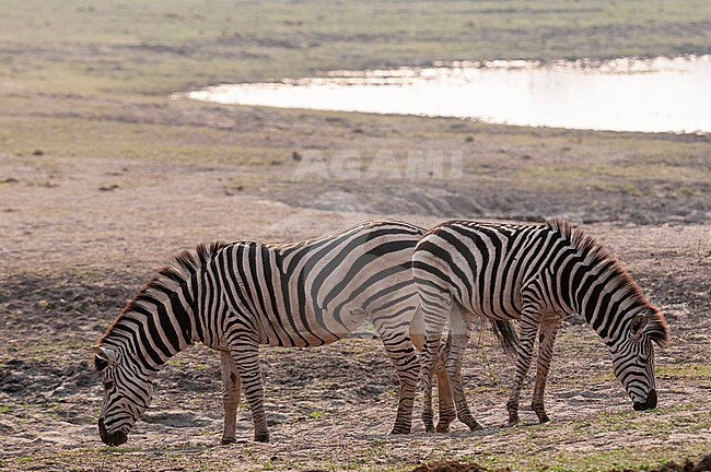 Two common zebras, Equus quagga, grazing near a waterhole. Chobe National Park, Botswana. stock-image by Agami/Sergio Pitamitz,