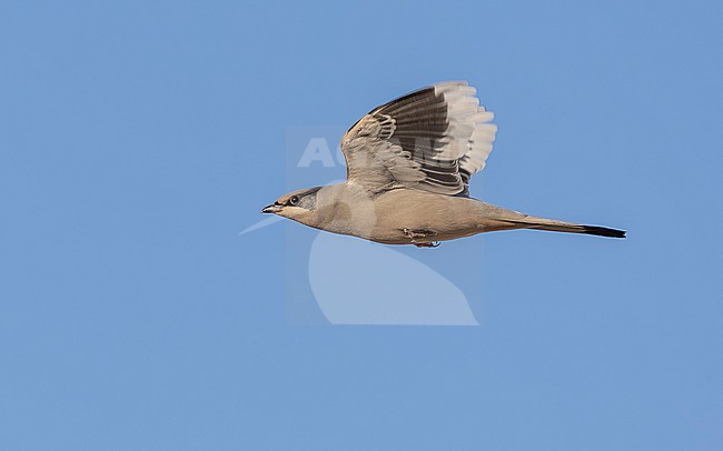 Adult male Grey Hypocolius, (Hypocolius ampelinus) flying over Kuwait City, Kuwait. stock-image by Agami/Vincent Legrand,