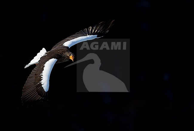 Volwassen Stellers zeearend in vlucht, Adult Stellers Sea-eagle in flight stock-image by Agami/Markus Varesvuo,