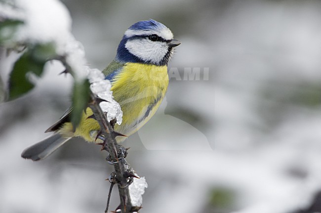 Blue Tit sitting on a snow-covered branch; Pimpelmees zittend op een besneeuwde tak stock-image by Agami/Daniele Occhiato,