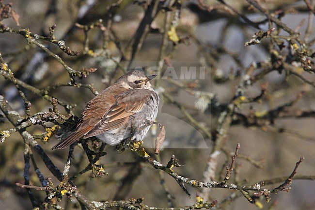 Bruine lijster in struik ,Dusky Thrush in scrub stock-image by Agami/Chris van Rijswijk,