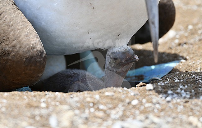 Baby Blue-footed Booby (Sula nebouxii) on the Galapagos islands. Check resting on the feet of its parent. stock-image by Agami/Laurens Steijn,