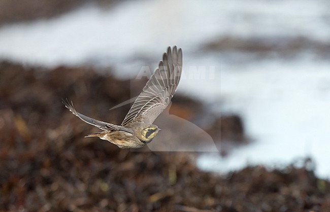 Horned Lark (Eremophila alpestris ssp.flava) in flight at a beach in Vedbæk, Denmark stock-image by Agami/Helge Sorensen,