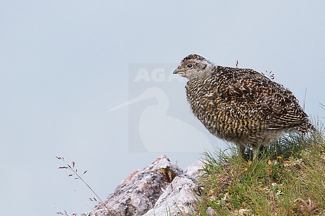 Alps Rock Ptarmigan (Lagopus muta helvetica) chick in Alp mountains in Germany. stock-image by Agami/Ralph Martin,
