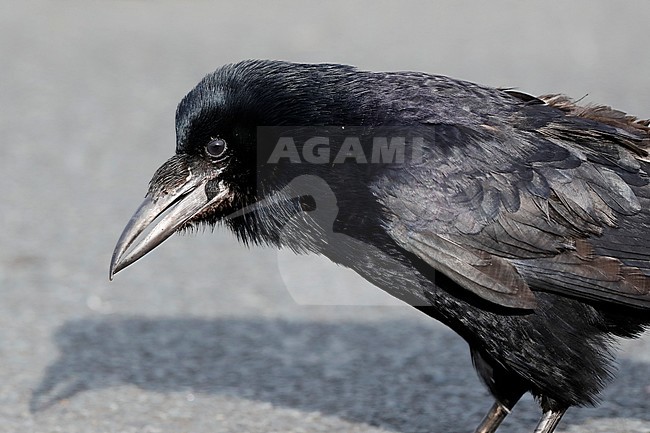 Roek; Corvus frugilegus; Rook stock-image by Agami/Chris van Rijswijk,
