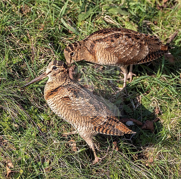 Two Eurasian Woodcocks (Scolopax rusticola) wintering at Lentevreugd, Wassenaar, in the Netherlands. Part of a major influx due to an extreme cold spell. stock-image by Agami/Marc Guyt,
