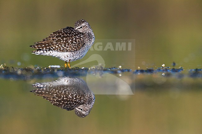 Sleeping Wood Sandpiper (Tringa glareola) during migration in Italy. Standing in shallow water. stock-image by Agami/Daniele Occhiato,