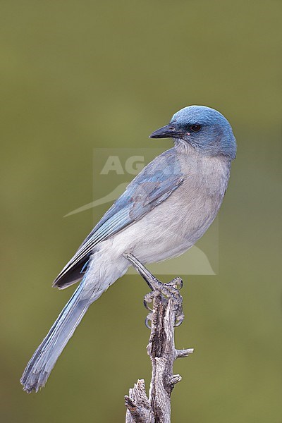 Adult
Pima Co., AZ
May 2011 stock-image by Agami/Brian E Small,