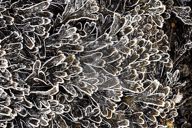 Spiral Wrack, Fucus spiralis stock-image by Agami/Wil Leurs,