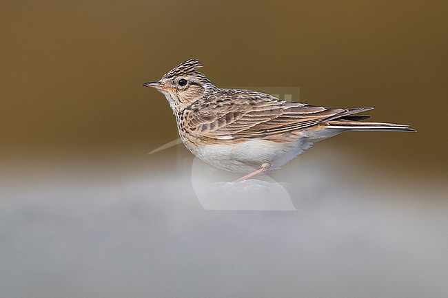 Eurasian Skylark, Alauda arvensis, in Italy. stock-image by Agami/Daniele Occhiato,