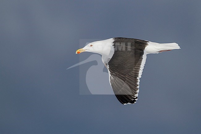 Great Black-backed Gull, Grote Mantelmeeuw, Larus marinus, Norway, adult stock-image by Agami/Ralph Martin,