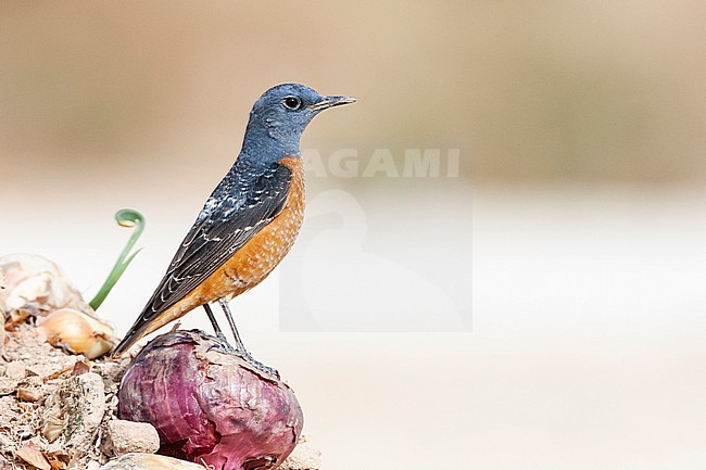 Male Rufous-tailed Rock Thrush (Monticola saxatilis) during spring migration at Yotvata, Israel stock-image by Agami/Marc Guyt,