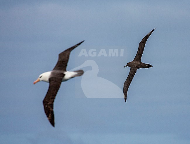 Adult Sooty Albatross (Phoebetria fusca) flying over the southern Atlantic ocean near Tristan da Cunha, together with Black-browed Albatross. stock-image by Agami/Marc Guyt,