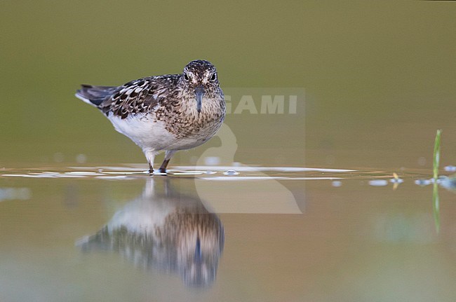 Temminck's Stint - Temminckstrandläufer - Calidris temminckii, Germany, breeding plumage stock-image by Agami/Ralph Martin,