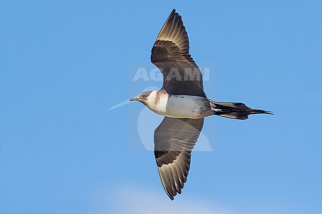 Arctic Skua (Stercoraruis parasiticus) during spring on the tundra of Iceland. stock-image by Agami/Daniele Occhiato,