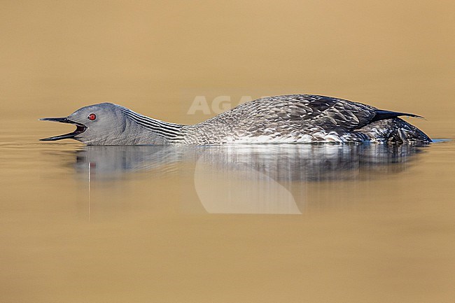 Red-throated Loon (Gavia stellata), sideview of an adult in breeding plumage, Western Region, Iceland stock-image by Agami/Saverio Gatto,