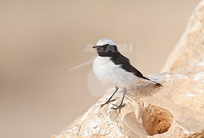 Volwassen Oostelijke Rouwtapuit in Israelische woestijn; Adult Eastern Mourning Wheatear in Israeli desert stock-image by Agami/Marc Guyt,