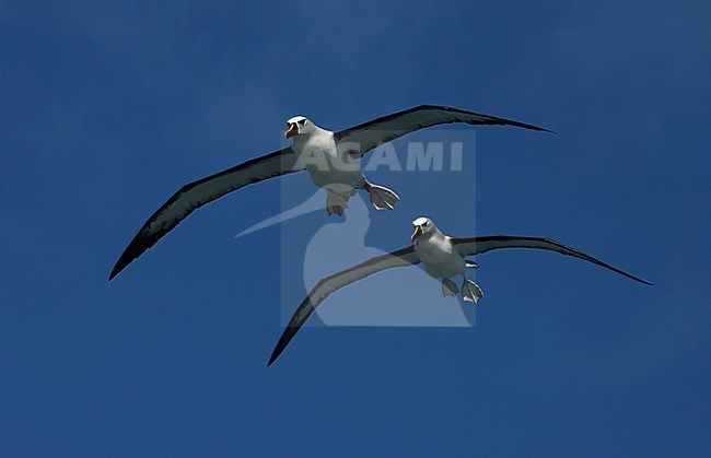 Two Atlantic Yellow-nosed Albatrosses (thalassarche chlororhynchos) in the Southern Atlantic Ocean. Hanging overhead in mid air. stock-image by Agami/Marc Guyt,