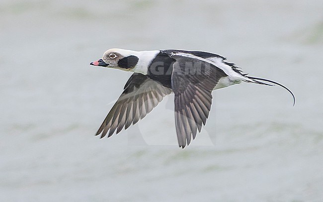 Long-tailed duck (Clangula hyemalis) flying, holding it's wings in a downward position. stock-image by Agami/Lennart Verheuvel,