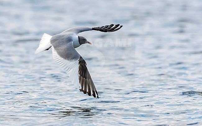 Adult Sabine's Gull flying in Virelles, Namur, Belgium. September 2016. stock-image by Agami/Vincent Legrand,
