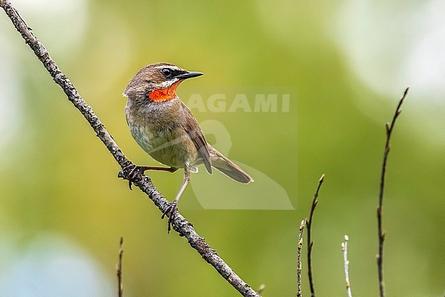 First summer male Siberian Rubythroat (Calliope calliope) perched on a branch in Monetnyy, near Ekaterinburg, Russian Federation. stock-image by Agami/Vincent Legrand,