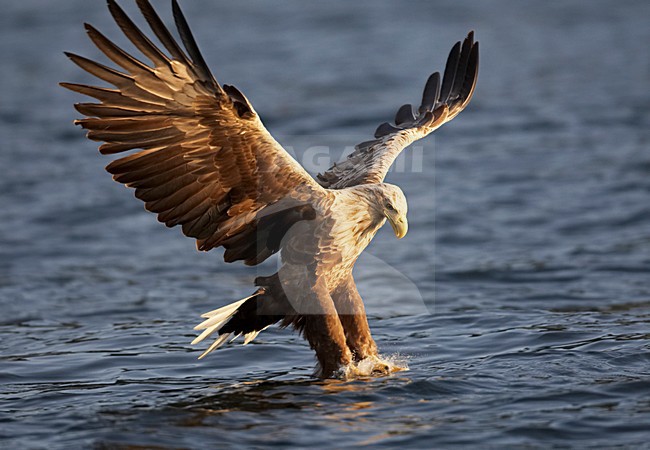 Zeearend, White-tailed Eagle, Haliaeetus albicilla stock-image by Agami/Jari Peltomäki,
